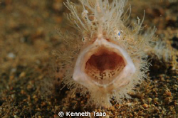 "Can you see my tongue ?" Hairy FragFish..
Using 2 tanks... by Kenneth Tsao 